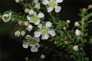 <i>Sannantha cunninghamii</i> Species of flowering plant