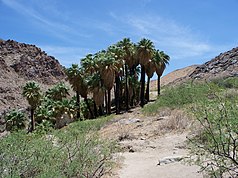 California Washington Palms i Santa Rosa Mountains