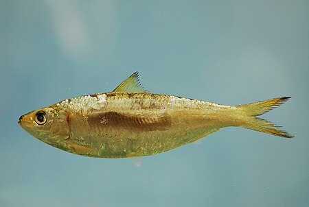 Tập_tin:Sardinella_aurita.jpg