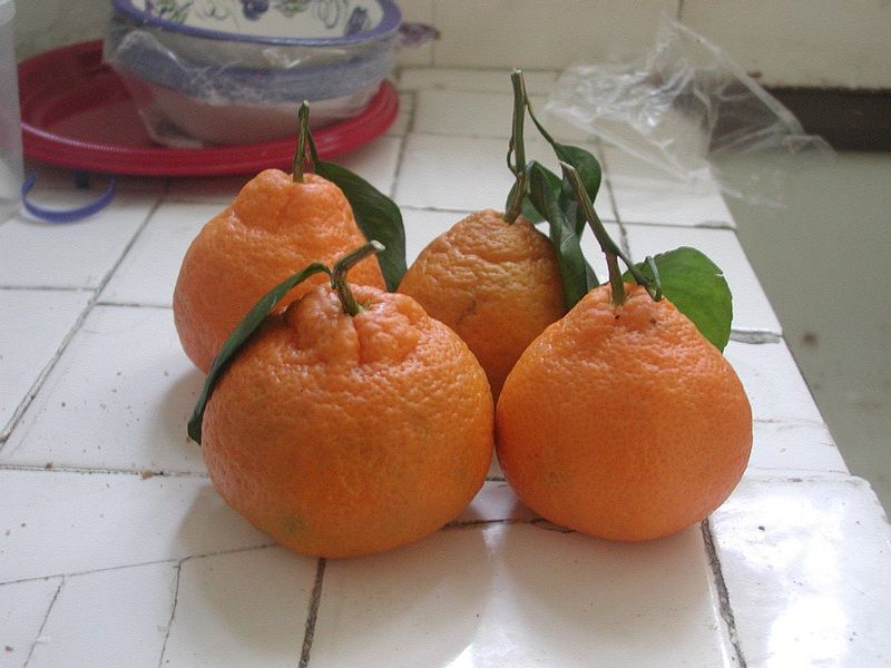 صورة:Satsuma mandarin.jpg