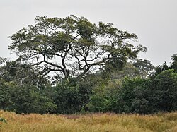 Yukarı Nijer Milli Parkı'ndaki savana ormanlık alanı (küçük) .jpg