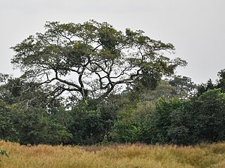 <span class="mw-page-title-main">National Park of Upper Niger</span> National park in Guinea