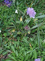 Scabiosa silenifolia PID1783-3.jpg