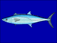 King mackerels cruise on long migrations at 10 kilometres per hour[66][71]