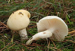 Hygrophorus ligatus.