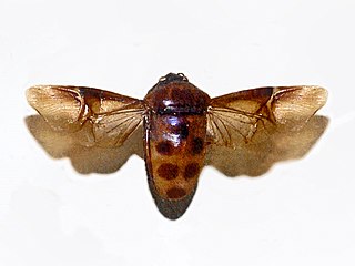 <i>Calliphara</i> Genus of true bugs