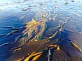 Fronde de Macrocystis flottant en surface au large de Santa Cruz Harbor (Californie).