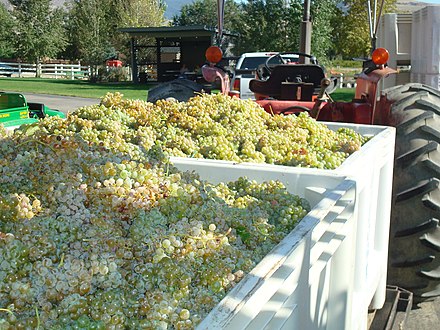 Semillon Grapes Await Pressing, Colorado