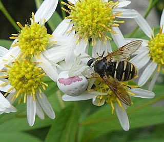 <i>Sericomyia bifasciata</i> Species of fly