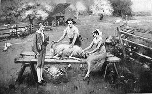 Sheep-shearing-branson-tn1.jpg