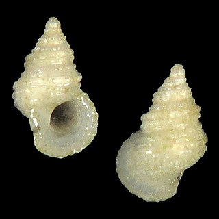 <i>Ampullosansonia renephilippei</i> Species of gastropod