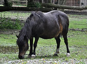 This pony has a body condition suggestive of EMS. ShetlandponyHaag.JPG