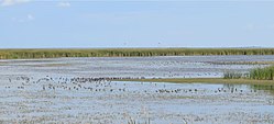 A flock of 200+ short-billed dowitchers on the west side of Whitewater Lake. Short-billed dowitchers - Whitewater Lake.jpg