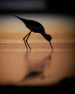 Silhouette of a black-winged stilt