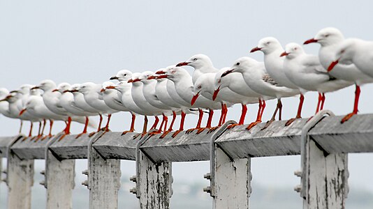 Silver Gulls on Lake Illawarra.