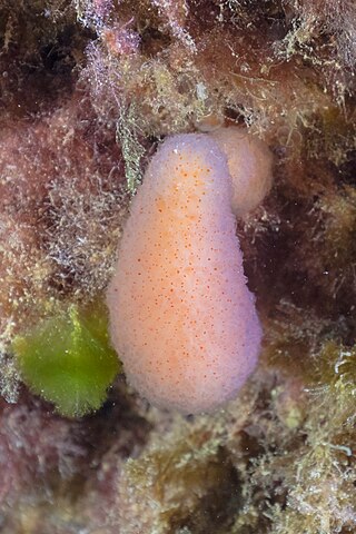 Spotted sea-rind squirt (Pseudodistoma cyrnusense), Cape Palos, Spain