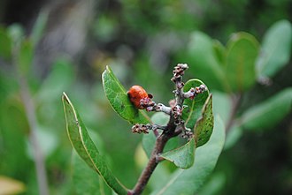 Single fruit on a Lemonadeberry plant. Singlelemonadeberryonplant.jpg