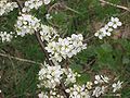 Sleedoorn bloemen (Prunus spinosa).jpg