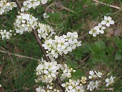 Prunus spinosa en fleurs
