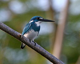 Small Blue Kingfisher (Alcedo coerulescens) - male.jpg