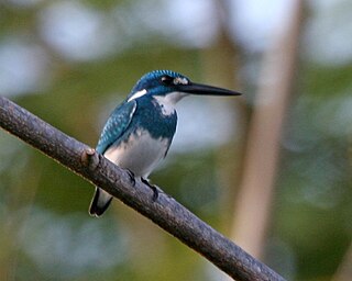 Cerulean kingfisher Species of bird