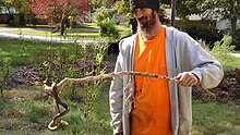 Snake coiled on a stick in Oklahoma. It was brumating in a large pile of wood chips, found by this landscaper after he bulldozed the pile in late autumn 2018. Snake found in wood chips.jpg