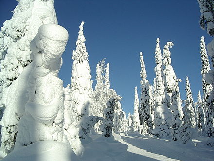 Snow-covered trees in Kuusamo, Finland