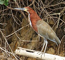 Tigrisoma lineatum