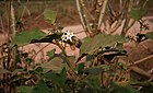 Solanum torvum 6.jpg