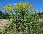 Solidago gigantea, or giant goldenrod