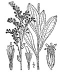 Thumbnail for Solidago radula