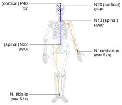 Way of nerve signal transduction and electrode positions for tibial (left) and median (right) nerve SEP recordings Somatosensory Evoked Potential.gif