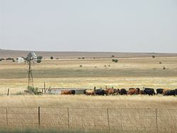Afrique du Sud-État libre-Cattle01.jpg