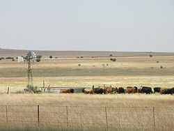 Južna Afrika-Free State-Cattle01.jpg