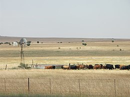 South Africa-Free State-Cattle01.jpg