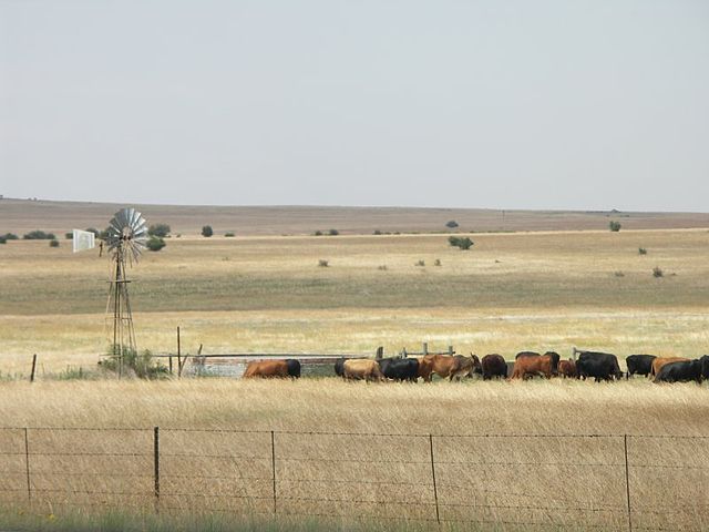 Cattle grazing near Winburg