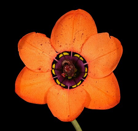 Sparaxis elegans