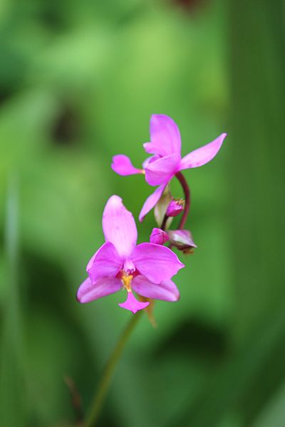 File:Spathoglottis plicata @ Kanjirappally 02.jpg