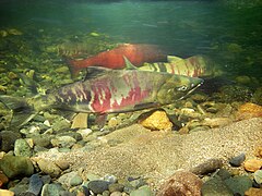 Spawning Chum and Chinook Salmon.jpg