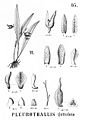 Specklinia uniflora (as syn. Pleurothallis guttulata) plate 95 fig. VI in: Alfred Cogniaux: Flora Brasiliensis vol. 3 pt. 4 (1893-1896) (Detail)