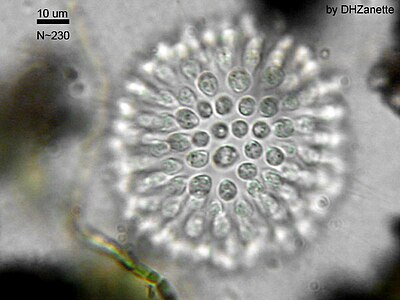 Choanoflagellatea