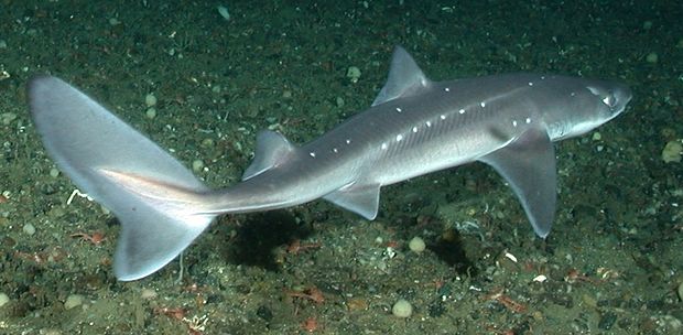 The Spiny dogfish (Squalus acanthias) – indigenous to waters off the Pacific Coast