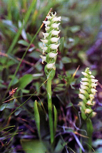 File:Spiranthes romanzoffiana NRCS-001.jpg