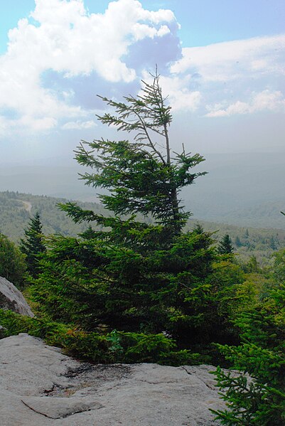 File:Spruce Knob - spruce tree 1.jpg