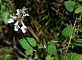 Stachys reticulata