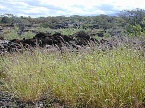 Kuvaus Starr-kuvasta 030424-0024 Cenchrus ciliaris.jpg.