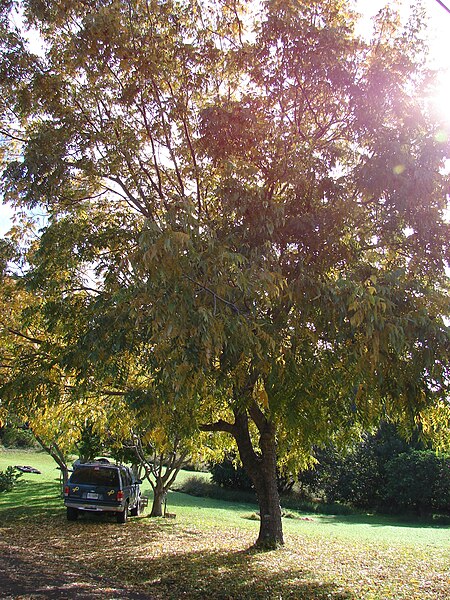 File:Starr 070112-3422 Carya pecan.jpg