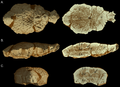 The holotype shown from multiple views Stegoceras AMNH 5450.png