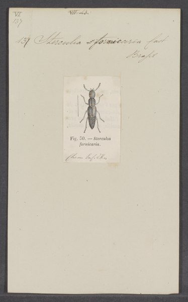 File:Sterculia - Print - Iconographia Zoologica - Special Collections University of Amsterdam - UBAINV0274 014 15 0004.tif