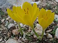 Sternbergia lutea?